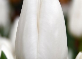 Tulipa Darwisnow ® (3)